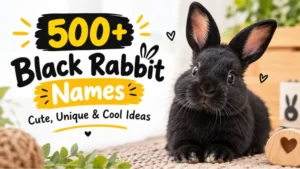 Black Rabbit Names: Cute, Unique & Cool Ideas